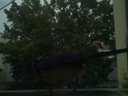 bird_20260517_074815_910_burst7_motion1248_conf0.00_bestnone_sperithacus_rubecula_spconf0.18.jpg