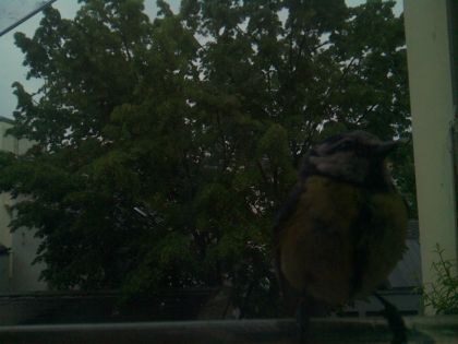 bird_20260517_074832_036_burst0_motion1993_conf0.95_bestbird.jpg