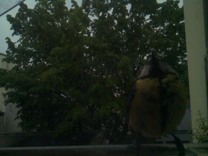 bird_20260517_074837_537_burst1_motion1993_conf0.28_bestdog.jpg