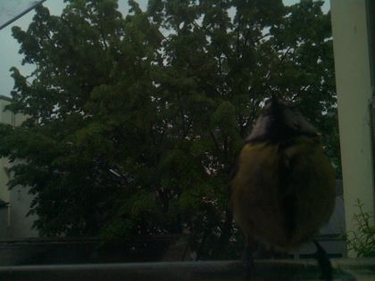 bird_20260517_074843_382_burst2_motion1993_conf0.72_bestbird.jpg