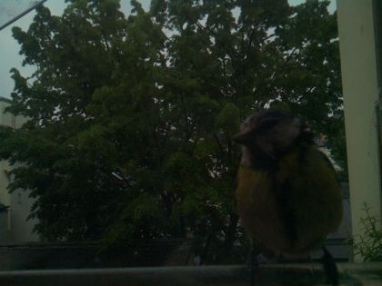 bird_20260517_074849_161_burst3_motion1993_conf0.96_bestcat.jpg