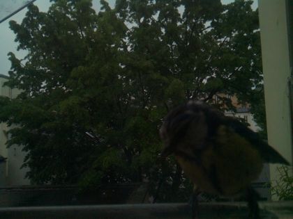 bird_20260517_074854_994_burst4_motion1993_conf0.00_bestnone.jpg