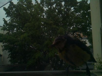 bird_20260517_074900_898_burst5_motion1993_conf0.77_bestbird.jpg