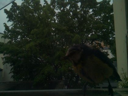 bird_20260517_074906_753_burst6_motion1993_conf0.28_bestbird.jpg