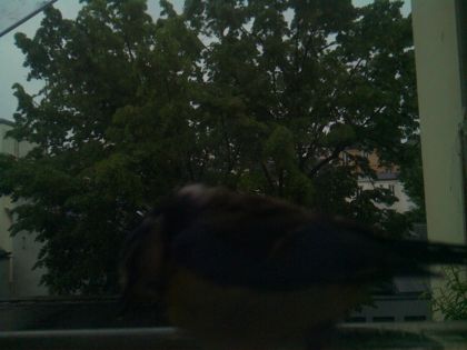 bird_20260517_074912_632_burst7_motion1993_conf0.00_bestnone.jpg