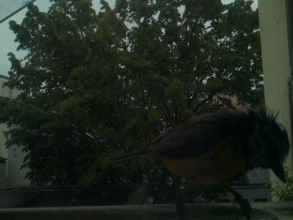 bird_20260517_074948_751_burst0_motion9523_conf1.00_bestbird.jpg