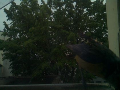 bird_20260517_074954_167_burst1_motion9523_conf0.84_bestbird.jpg