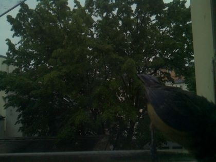 bird_20260517_074959_932_burst2_motion9523_conf1.00_bestbird.jpg