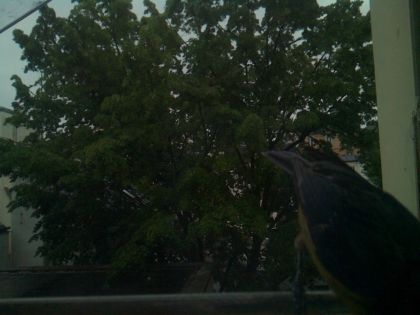bird_20260517_075005_756_burst3_motion9523_conf0.56_bestpottedplant.jpg