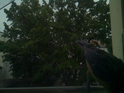 bird_20260517_075011_673_burst4_motion9523_conf0.81_bestbird.jpg