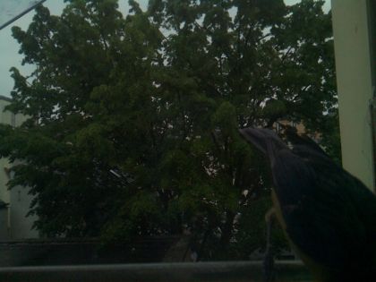 bird_20260517_075017_468_burst5_motion9523_conf0.53_bestpottedplant.jpg