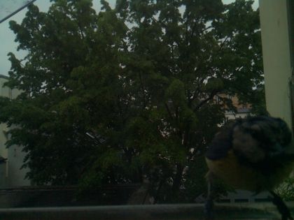 bird_20260517_075023_423_burst6_motion9523_conf0.97_bestbird.jpg
