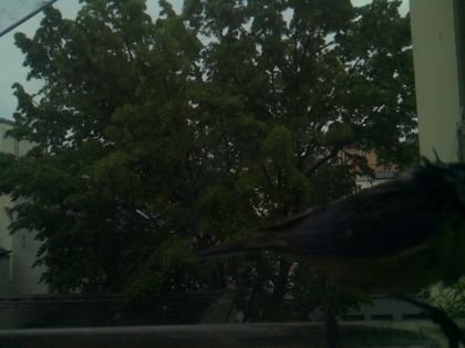 bird_20260517_075029_304_burst7_motion9523_conf0.00_bestnone.jpg