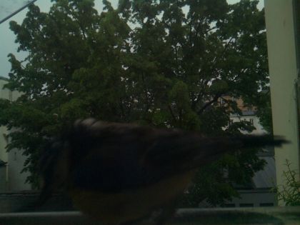 bird_20260517_075100_849_burst0_motion1970_conf0.00_bestnone.jpg