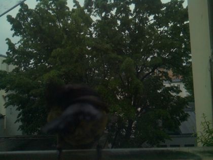 bird_20260517_075205_030_burst0_motion1376_conf0.00_bestnone.jpg