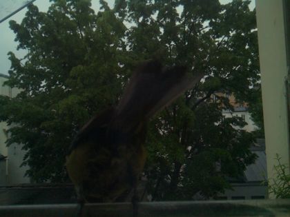 bird_20260517_075210_493_burst1_motion1376_conf0.00_bestnone.jpg