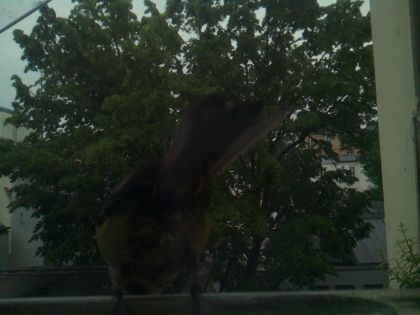 bird_20260517_075216_177_burst2_motion1376_conf0.00_bestnone.jpg