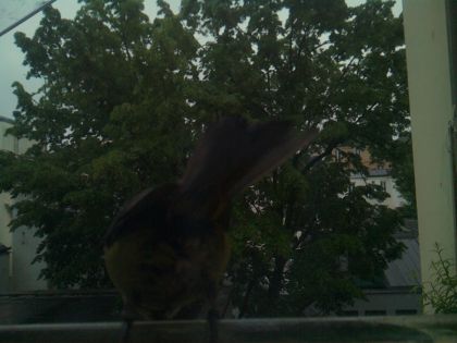 bird_20260517_075222_018_burst3_motion1376_conf0.00_bestnone.jpg