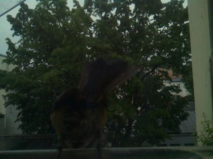 bird_20260517_075227_846_burst4_motion1376_conf0.00_bestnone.jpg