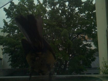 bird_20260517_075233_722_burst5_motion1376_conf0.26_bestbottle.jpg
