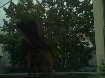 bird_20260517_075239_642_burst6_motion1376_conf0.79_bestbottle.jpg