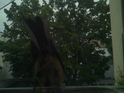 bird_20260517_075245_599_burst7_motion1376_conf0.99_bestbottle.jpg