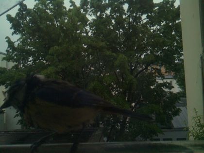 bird_20260517_075325_968_burst0_motion1342_conf0.41_bestbird.jpg