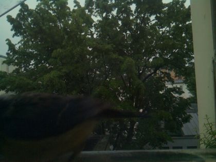 bird_20260517_075331_306_burst1_motion1342_conf0.00_bestnone.jpg
