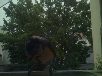 bird_20260517_075522_180_burst2_motion1999_conf0.00_bestnone.jpg