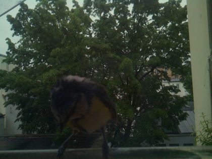 bird_20260517_075527_813_burst3_motion1999_conf0.00_bestnone.jpg