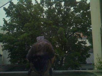 bird_20260517_075533_492_burst4_motion1999_conf0.30_bestbird.jpg