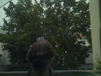 bird_20260517_075539_284_burst5_motion1999_conf0.41_bestbird.jpg
