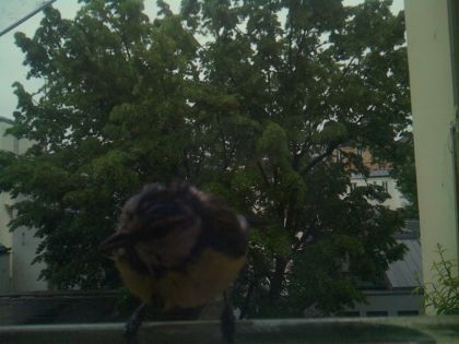 bird_20260517_075545_182_burst6_motion1999_conf0.96_bestbird.jpg