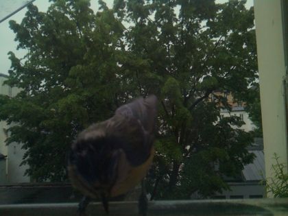 bird_20260517_075551_057_burst7_motion1999_conf0.00_bestnone.jpg