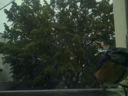 bird_20260517_075659_722_burst1_motion1577_conf0.99_bestbird.jpg
