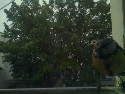 bird_20260517_075705_446_burst2_motion1577_conf0.89_bestbird.jpg