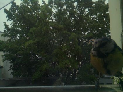 bird_20260517_075711_152_burst3_motion1577_conf0.83_bestbird.jpg