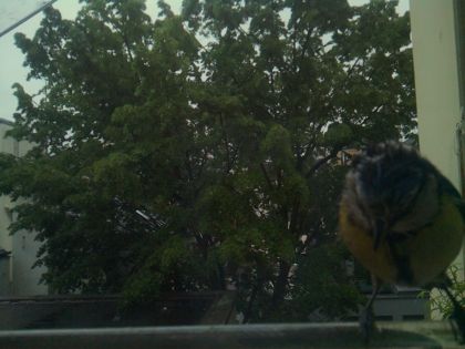 bird_20260517_075716_876_burst4_motion1577_conf0.00_bestnone.jpg