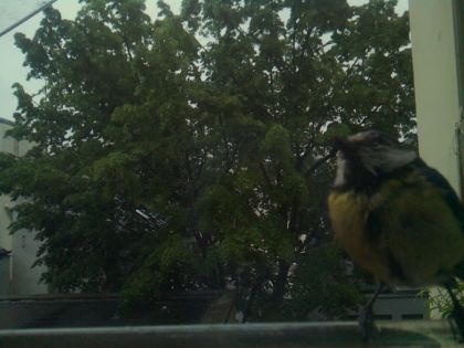 bird_20260517_075722_650_burst5_motion1577_conf0.83_bestbird.jpg