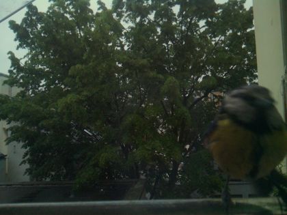 bird_20260517_075728_487_burst6_motion1577_conf0.81_bestbird.jpg