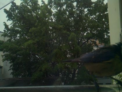 bird_20260517_075734_411_burst7_motion1577_conf0.49_bestbird.jpg