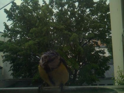 bird_20260517_080318_267_burst0_motion2800_conf0.43_bestperson.jpg