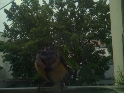 bird_20260517_080328_949_burst2_motion2800_conf0.00_bestnone.jpg
