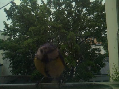 bird_20260517_080334_511_burst3_motion2800_conf0.36_bestbird.jpg