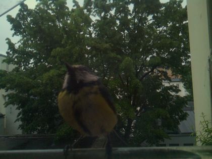 bird_20260517_080340_124_burst4_motion2800_conf0.99_bestbird.jpg
