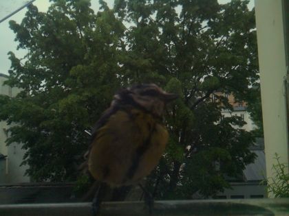 bird_20260517_080351_808_burst6_motion2800_conf0.86_bestbird.jpg