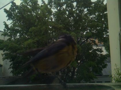 bird_20260517_080357_675_burst7_motion2800_conf0.00_bestnone.jpg