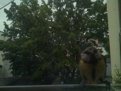 bird_20260517_080453_652_burst0_motion3199_conf0.42_bestperson.jpg