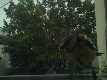 bird_20260517_080458_832_burst1_motion3199_conf1.00_bestbird.jpg