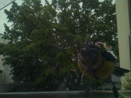 bird_20260517_080504_502_burst2_motion3199_conf0.97_bestbird.jpg
